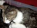 caramel 06-04 020